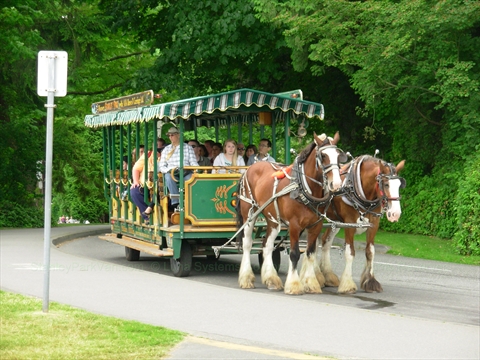 stanley park horse drawn carriage