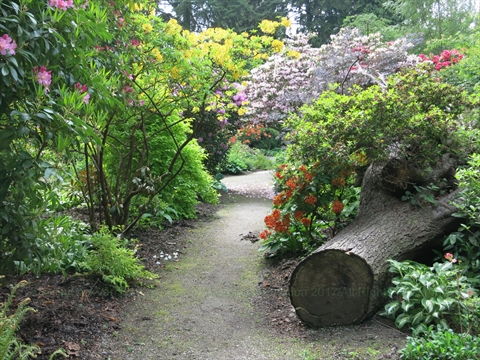 Ted and Mary Grieg Rhododendron Garden in Stanley Park, Vancouver, BC, Canada