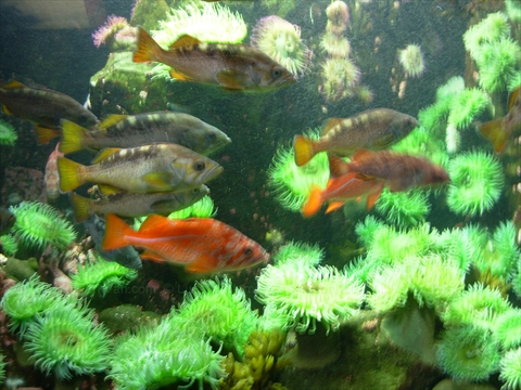 Vancouver Aquarium in Stanley Park, Vancouver, BC, Canada