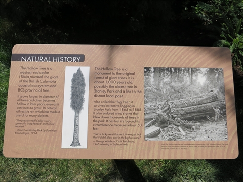 Hollow Tree plaque in Stanley Park, Vancouver, BC, Canada