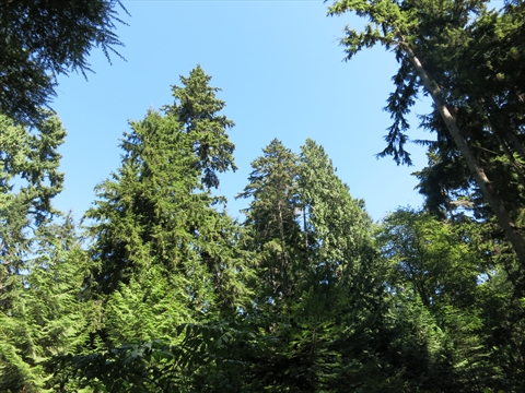 Tall Trees in Stanley Park, Vancouver, British Columbia Canada