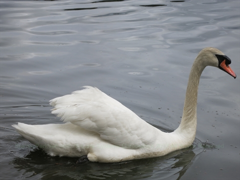 Swan in Stanley Park, Vancouver, BC, Canada