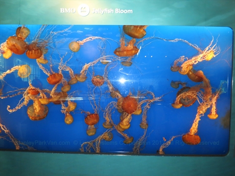 Jelly fish at the Vancouver Aquarium in Stanley Park, Vancouver, BC, Canada