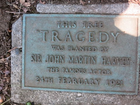 Tragedy Tree Plaque in Stanley Park