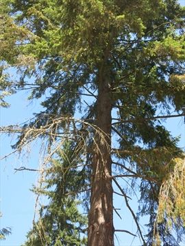 Peter Caverhill Tree in Stanley Park, Vancouver, BC, Canada
