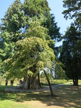 John Drainie Tree and Plaque in Stanley Park