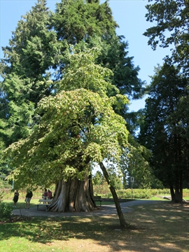 John Drainie Memorial Tree in Stanley Park, Vancouver, BC, Canada