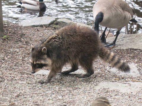 Racoon in Stanley Park, Vancouver, British Columbia Canada