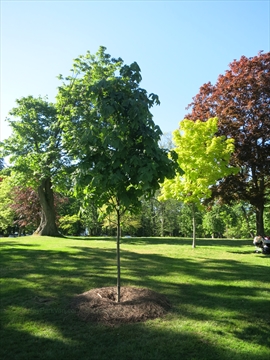 Jody Taylor Memorial Tree in Stanley Park, Vancouver, BC, Canada