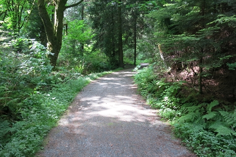 Trail in Stanley Park, Vancouver, BC, Canada