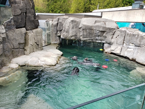 Sea Otter Exhibit at the Vancouver Aquarium in Stanley Park, Vancouver, BC, Canada