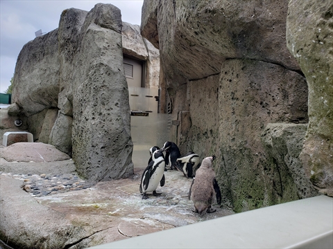 Penguin Point at the Vancouver Aquarium in Stanley Park, Vancouver, BC, Canada