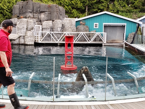 Sea Lion at Vancouver Aquarium in Stanley Park, Vancouver, BC, Canada