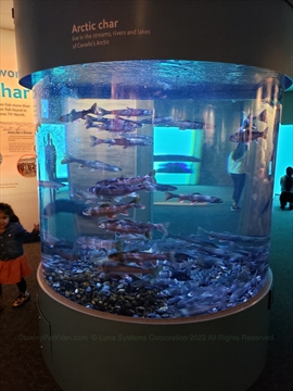 Canada's Arctic Exhibit at the Vancouver Aquarium in Stanley Park, Vancouver, BC, Canada