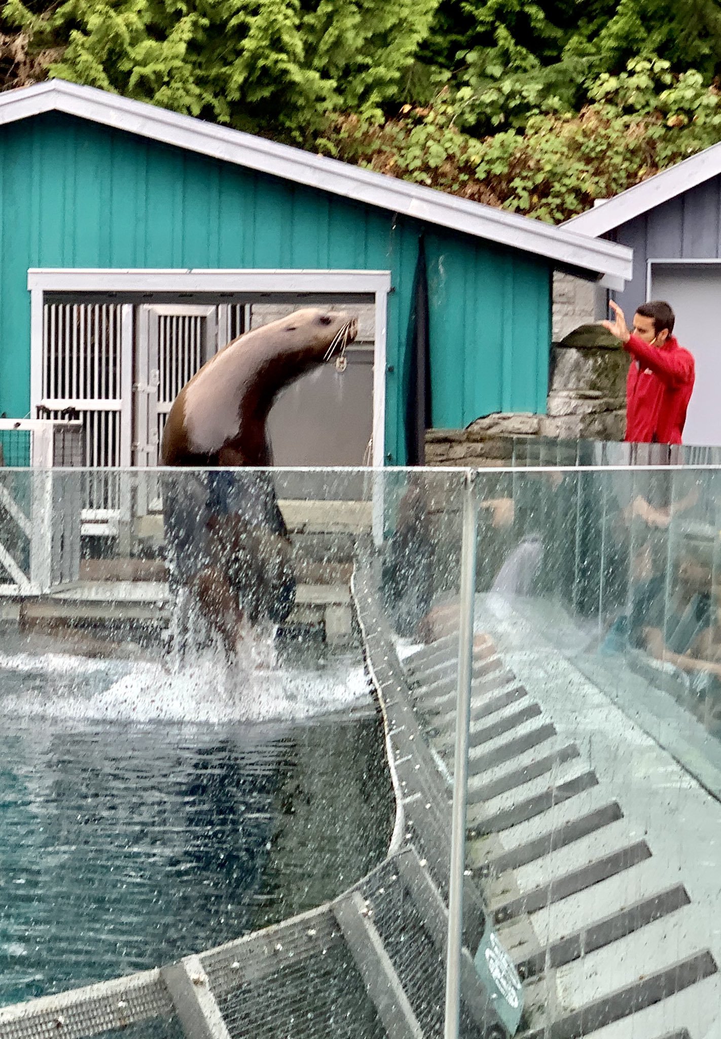 Steller's Bay Exhibit at the Vancouver Aquarium in Stanley Park, Vancouver, BC, Canada
