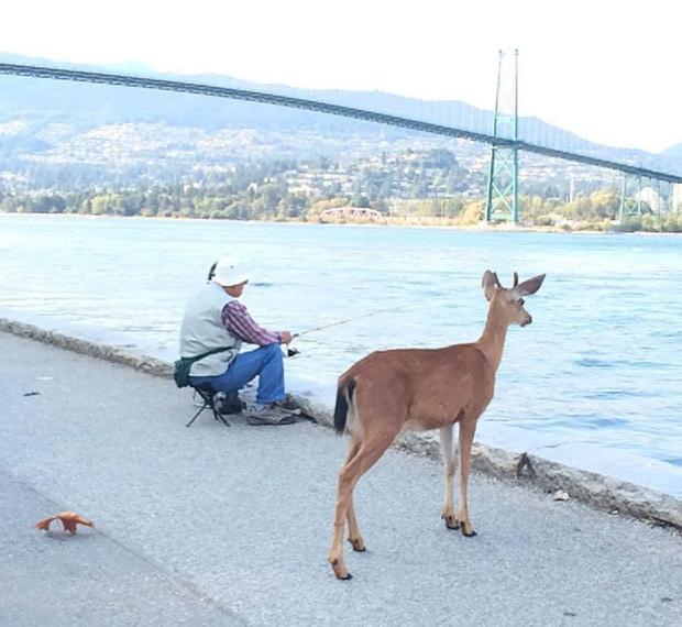 Downtown Deer in Stanley Park, Vancouver, BC, Canada