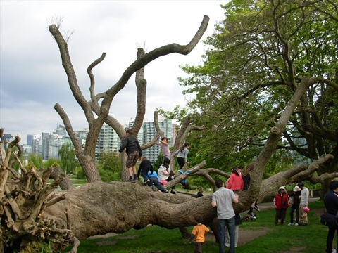Fallen Tree in Stanley Park, Vancouver, BC, Canada