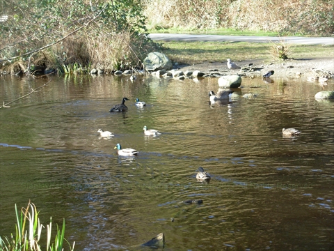 Duck Pond in Stanley Park, Vancouver, BC, Canada