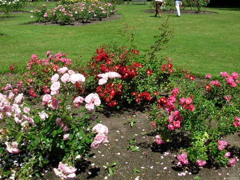 Rose Garden in Stanley Park
