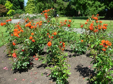Rose Garden in Stanley Park, Vancouver, BC, Canada