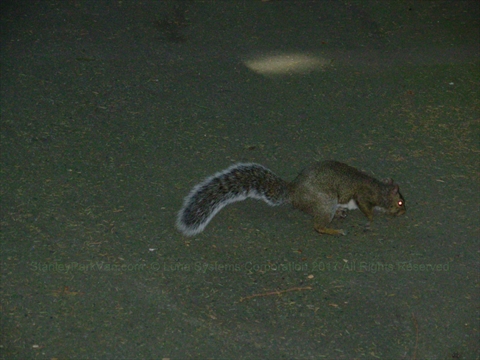 Squirrel in Stanley Park