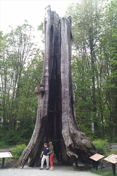 Hollow Tree in Stanley Park, Vancouver, BC, Canada
