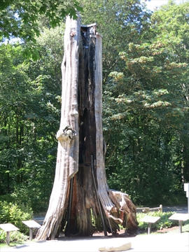 Hollow Tree in Stanley Park, Vancouver, BC, Canada