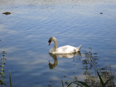 Swan in Lost Lagoon