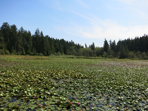 Beaver Lake in Stanley Park, Vancouver, BC, Canada