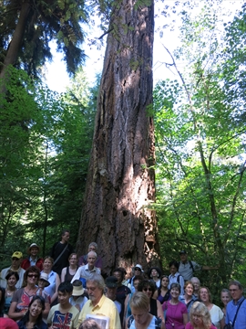 Walking Tour in Stanley Park, Vancouver, BC, Canada