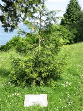 125th Anniversary Tree and plaque