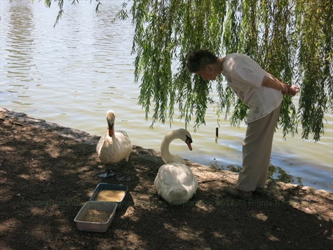 Fiona feeding swans at Lost Lagoon