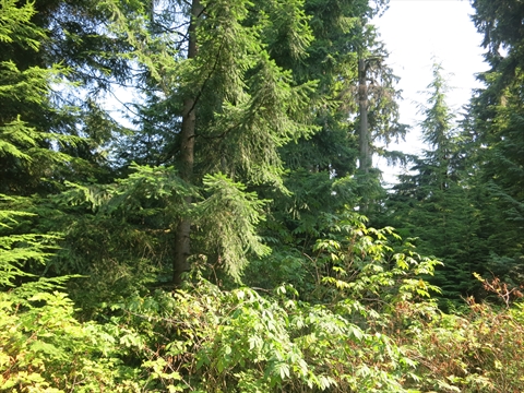 New Seven Sisters Trees in Stanley Park