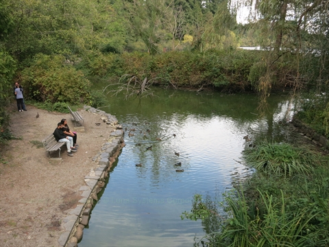 Duck Pond in Stanley Park