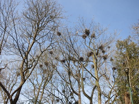 Great Blue Heron nests in Stanley Park, Vancouver, BC, Canada