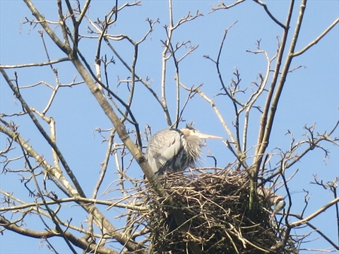 Herons Nest in Stanley Park, Vancouver, BC, Canada