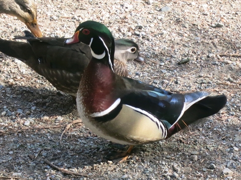 Duck in Stanley Park, Vancouver, BC, Canada
