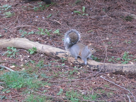 Eastern Grey Squirrel in Stanley Park