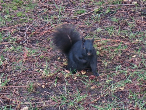 Squirrel in Stanley Park, Vancouver, BC, Canada