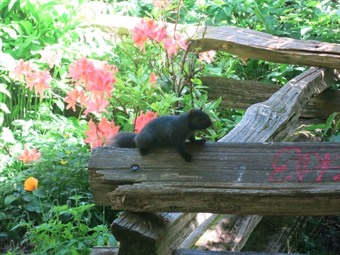 Douglas Squirrel in Stanley Park