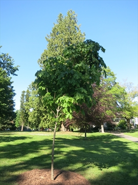 Jody Taylor Memorial Tree
