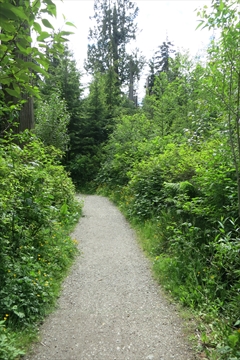 Cathedral Trail in Stanley Park