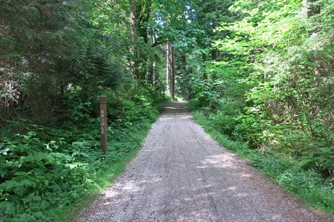 Bridle Path in Stanley Park
