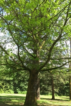 Tree in Stanley Park, Vancouver, BC, Canada