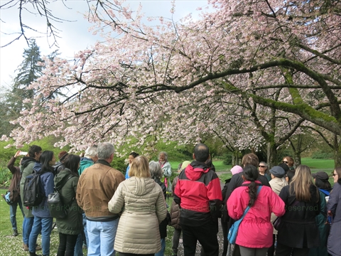 Cherry Blossom tour in Stanley Park, Vancouver, BC, Canada