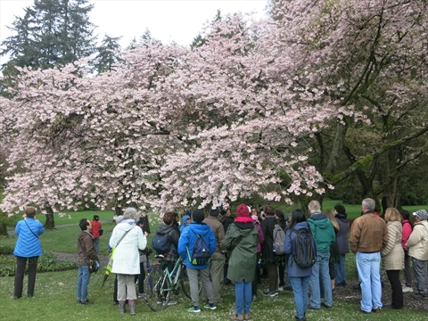 Cherry Tree walking tour in Stanley Park, Vancouver, BC, Canada
