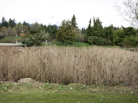 Devonian Harbour Park near Stanley Park, Vancouver, BC, Canada
