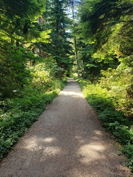 Lees Trail in Stanley Park