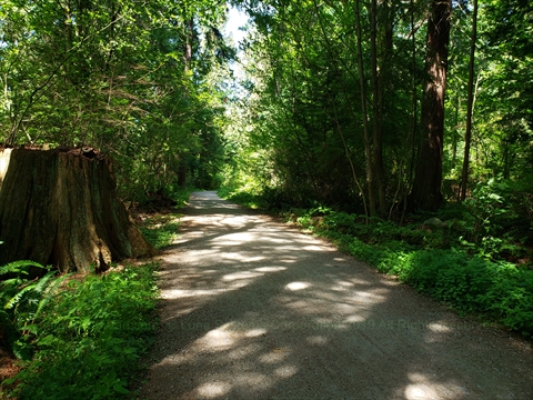 Rawlings Trail in Stanley Park, Vancouver, BC, Canada