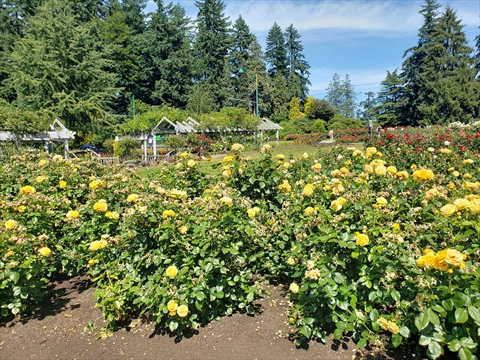 Rose Garden in Stanley Park, Vancouver, BC, Canada